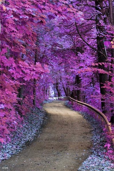 Tree Backgrounds