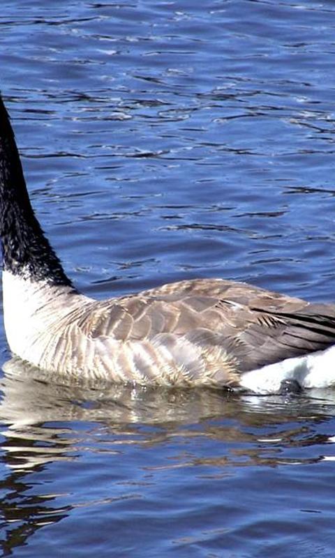 Goose wallpapers