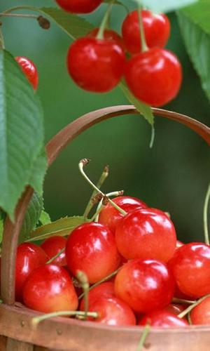 Cherry wallpapers