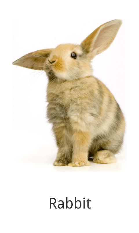 Toddler Flash Cards Lite